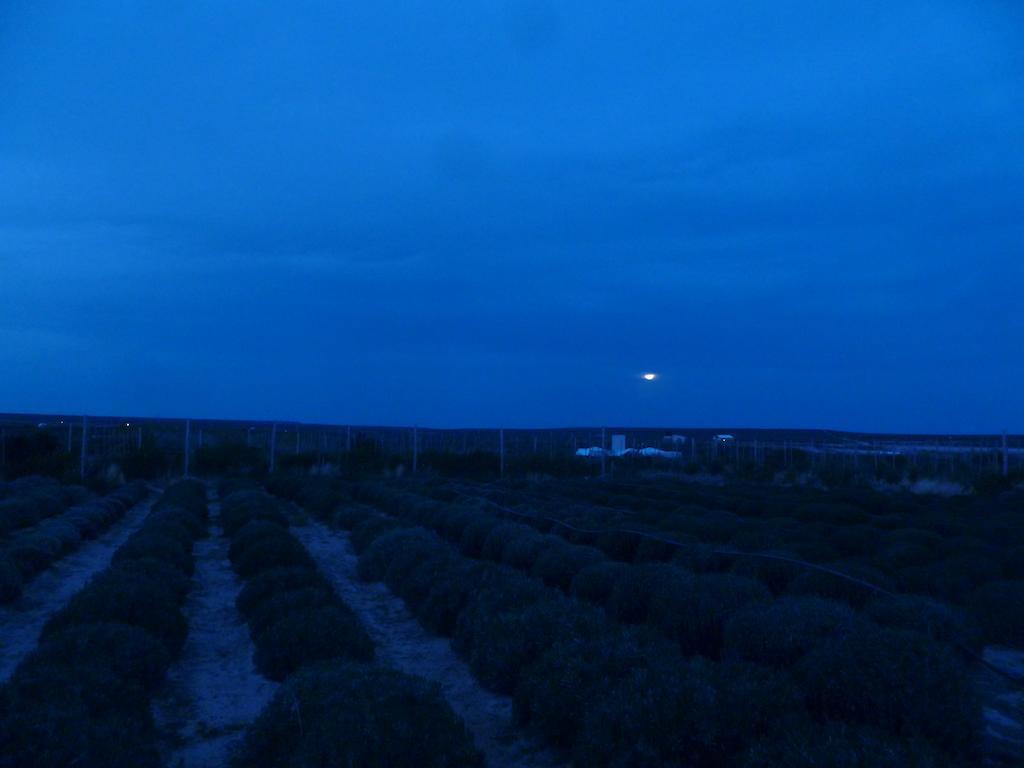La Calandria Casa De Campo Villa Puerto Madryn Eksteriør bilde